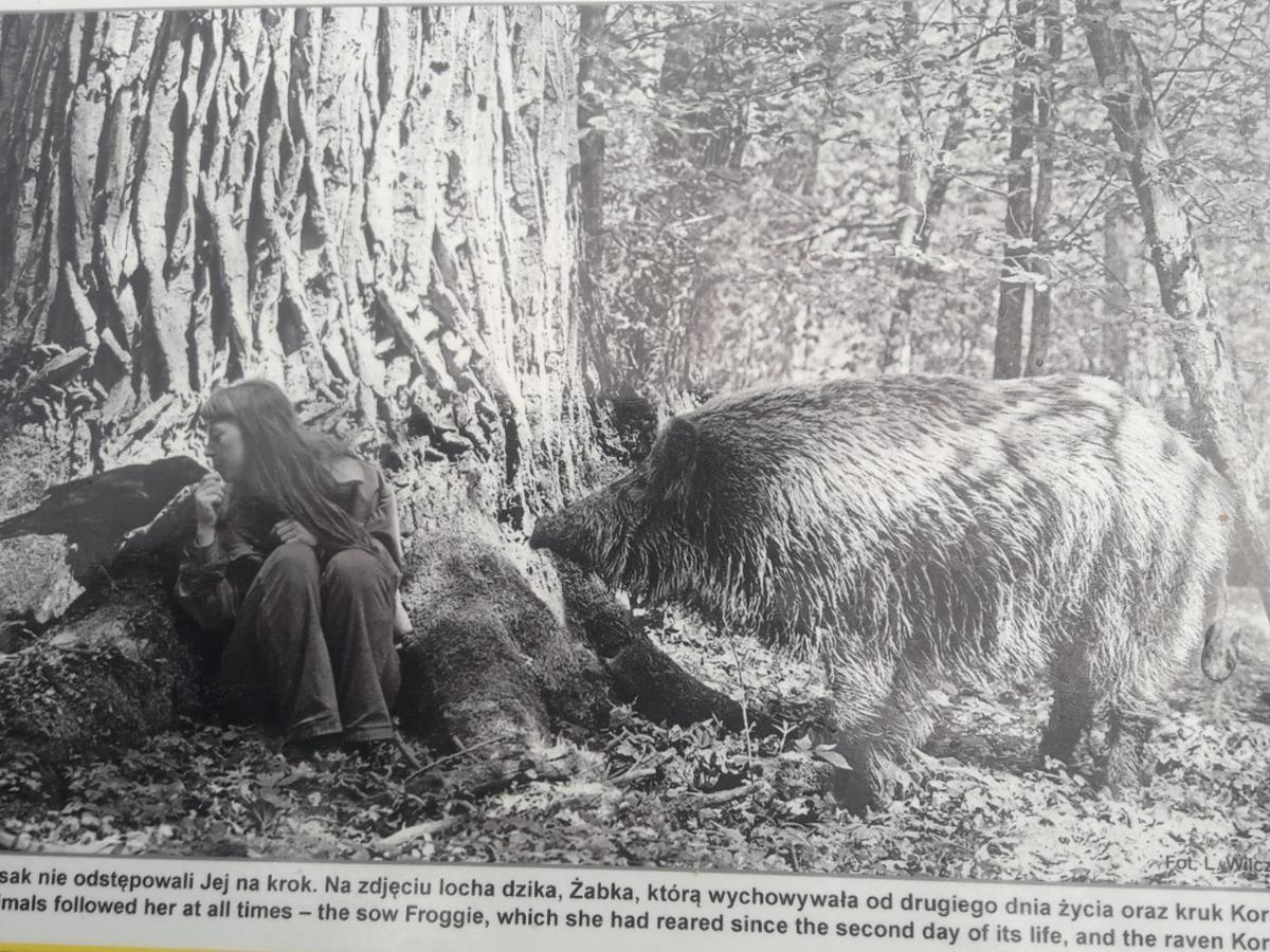 Białowieża In Nature מראה חיצוני תמונה