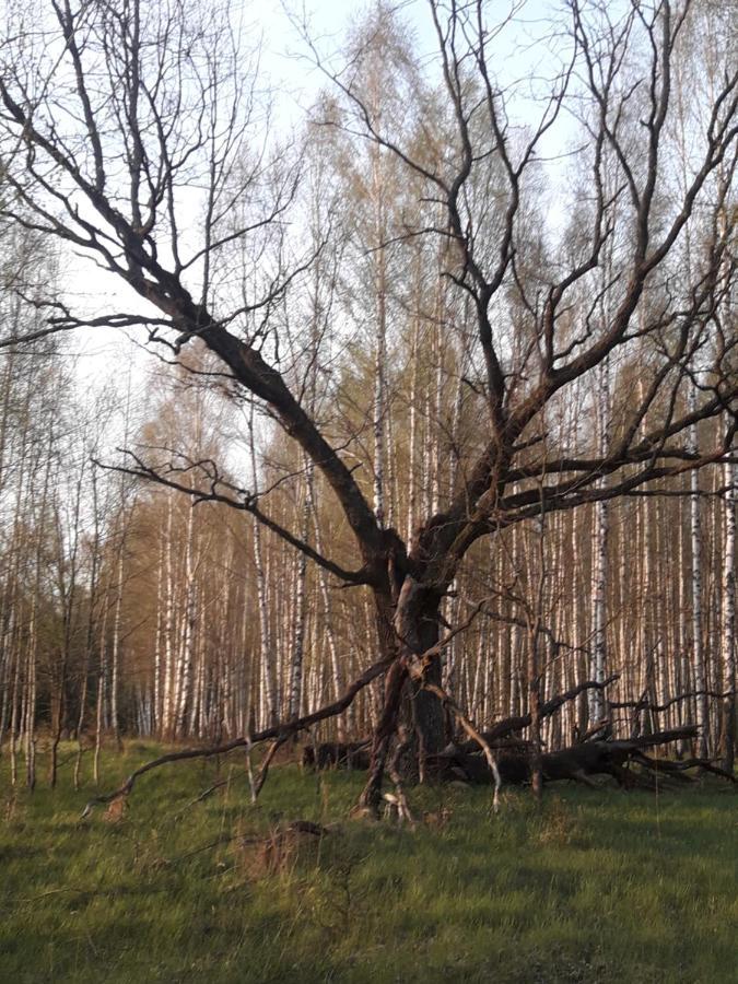 Białowieża In Nature מראה חיצוני תמונה