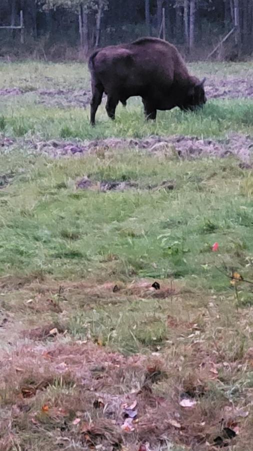 Białowieża In Nature מראה חיצוני תמונה