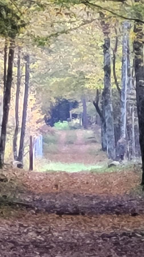 Białowieża In Nature מראה חיצוני תמונה